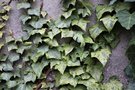 vignette Hedera helix 'Mascarade'