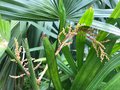 vignette Rhapis humilis x laoensis (Inflorescence 2022)