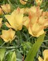vignette Tulipa 'Bright Gem'