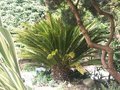 vignette Cycas revoluta (2022)