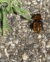 vignette Andrena fulva - Andrène fauve