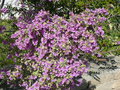 vignette Prostanthera rotundifolia variegata, Fouesnant