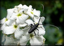 vignette , Petit  Capricorne 'Cerambyx scopolii'  sur Hesperis matronalis 'Alba' : grande julienne des jardins, vivace parfume