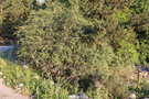 vignette Prunus webbii / Rosaceae / Sicile, sud de l'Italie, Balkans, Grce, Crte, les de la mer Ege, Anatolie