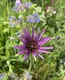 vignette Tragopogon porrifolius - Salsifis cultiv