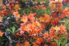 vignette Rhododendron cv. 10
