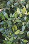 vignette Ilex aquifolium 'Angustifolia Aureomaculata'