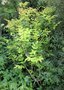 vignette Mahonia aquifolium 'Moseri'