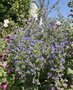 vignette Echium pininana - Viprine des Canaries