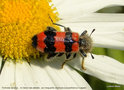 vignette Trichodes apiarius ,  le Clairon des abeilles , sur marguerite commune (Leucanthemum vulgare)
