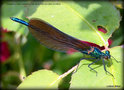 vignette Calopteryx virgo , Calopterix virgo jeune mle aux ailes bruntres