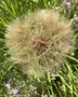 vignette Tragopogon porrifolius - Salsifis cultiv