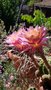 vignette Echinopsis X 'Morgenzauber'
