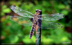 vignette Libellule fauve (Libellula fulva), femelle mature