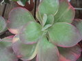 vignette Kalanchoe thyrsiflora 'Variegata'