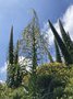 vignette Echium pininana - Viprine des Canaries et  Furcraea sp - Pluie d'toiles du Mexique