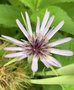 vignette Tragopogon porrifolius - Salsifis cultiv