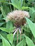 vignette Tragopogon porrifolius - Salsifis cultiv