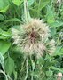 vignette Tragopogon porrifolius - Salsifis cultiv