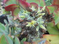 vignette Kalanchoe thyrsiflora fleurs jaune