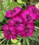 vignette Dianthus barbatus - Oeillet de pote