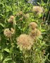 vignette Tragopogon porrifolius - Salsifis cultiv