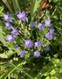 vignette Triteleia laxa = Brodiaea laxa