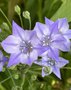 vignette Triteleia laxa = Brodiaea laxa