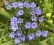 vignette Triteleia laxa = Brodiaea laxa