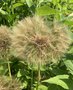 vignette Tragopogon porrifolius - Salsifis cultiv