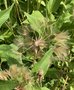 vignette Tragopogon porrifolius - Salsifis cultiv