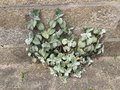 vignette Plectranthus argentatus Silver Shields