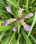 vignette Iris foetidissima - Iris ftide ou gigot