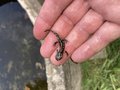 vignette Salamandra salamandra - Salamandre terrestre ou commune juvnile