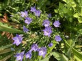 vignette Triteleia laxa = Brodiaea laxa