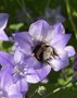 vignette Triteleia laxa = Brodiaea laxa avec bourdon