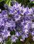 vignette Triteleia laxa 'Rudy' = Brodiaea laxa 'Rudy'