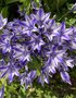 vignette Triteleia laxa 'Rudy' = Brodiaea laxa 'Rudy'