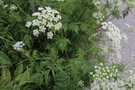 vignette Chaerophyllum aureum (cerfeuil dor)