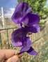 vignette Lathyrus odoratus - Pois de senteur dans mlanges fleuris