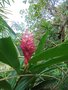 vignette Alpinia purpurata