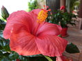 vignette Hibiscus rosa-sinensis 'Cancun'