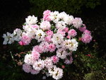 vignette rhododendron 8