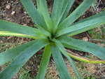 vignette Eryngium pandanifolium