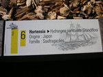 vignette Hydrangea paniculata 'Grandiflora'