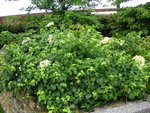 vignette Hydrangea anomala ssp. petiolaris - Hortensia grimpant