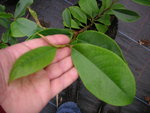 vignette Michelia dianica = Michelia yunnanensis