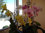 vignette orchidees