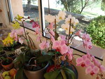 vignette orchidees