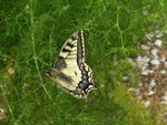 vignette Papilio machaon - Machaon